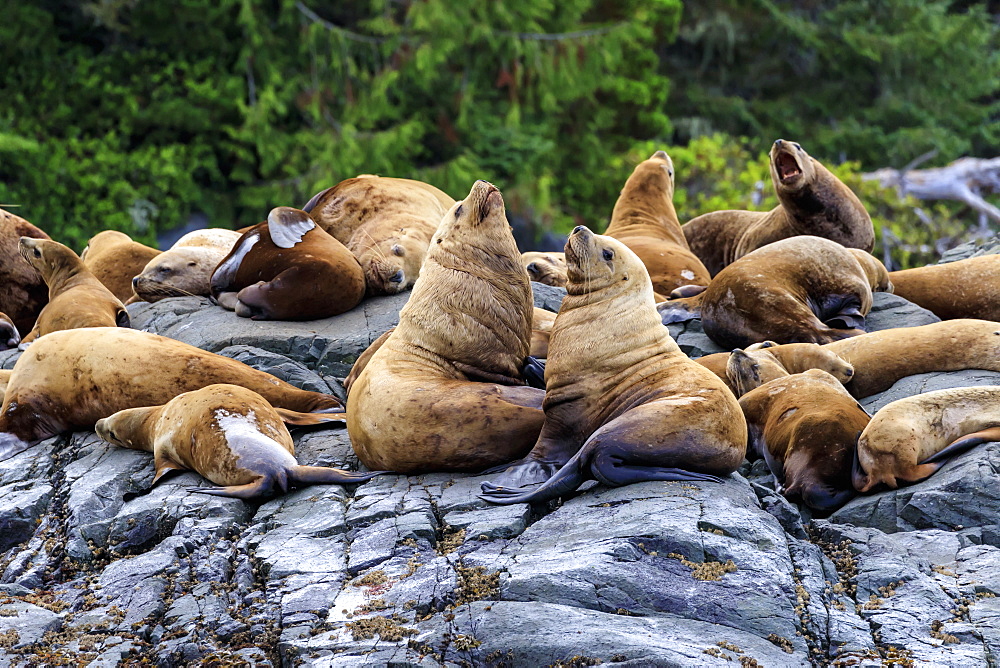 Steller sea lions (Eumetopias jubatus) on a rocky shore, Alert Bay, Inside Passage, British Columbia, Canada, North America