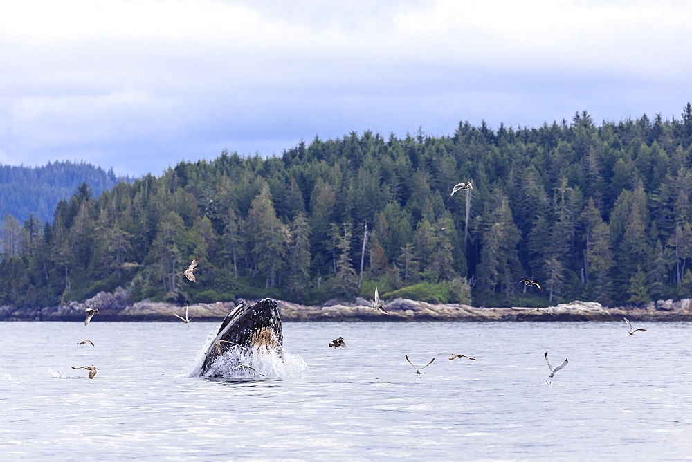 Humpback whale (Megaptera novaeangliae), feeding at the surface, Alert Bay, Inside Passage, British Columbia, Canada, North America