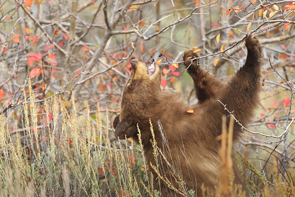 Cinnamon black bear (Ursus americanus) eats autumn (fall) berries, Grand Teton National Park, Wyoming, United States of America, North America