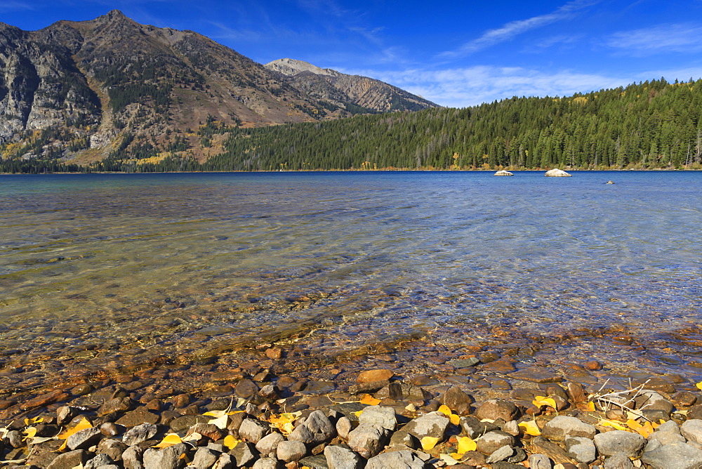 Autumn (fall) leaves on the shore of Phelps Lake, Grand Teton National Park, Wyoming, United States of America, North America