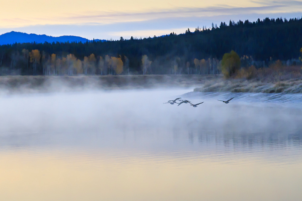 Wildfowl in flight over Snake River surrounded by a cold dawn mist in autumn (fall), Grand Teton National Park, Wyoming, United States of America, North America