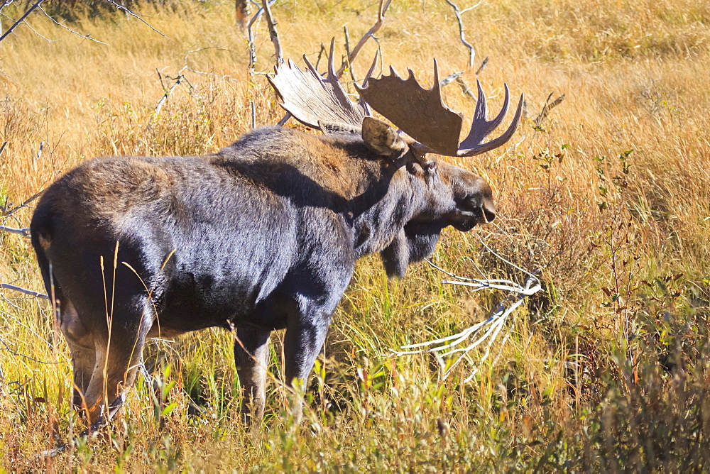 Bull moose (Alces alces) amongst autumn (fall) vegetation; Grand Teton National Park, Wyoming, United States of America, North America