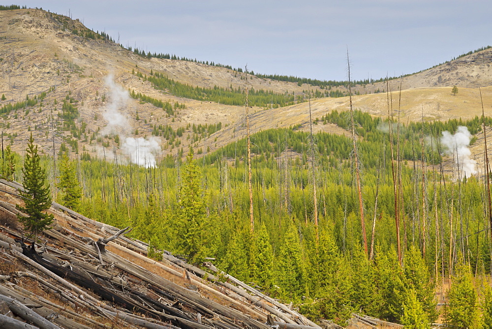 Steam from Imperial and Spray Geysers through regenerating forest, Midway Geyser Basin, Yellowstone National Park, UNESCO World Heritage Site, Wyoming, United States of America, North America