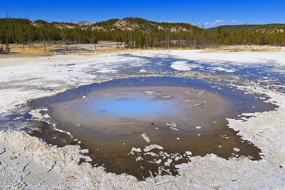 Back Basin, Norris Geyser Basin, Yellowstone National Park, UNESCO World Heritage Site, Wyoming, United States of America, North America