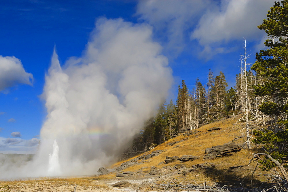 Grand Geyser erupts, forcing steam high into the air, Upper Geyser Basin, Yellowstone National Park, UNESCO World Heritage Site, Wyoming, United States of America, North America