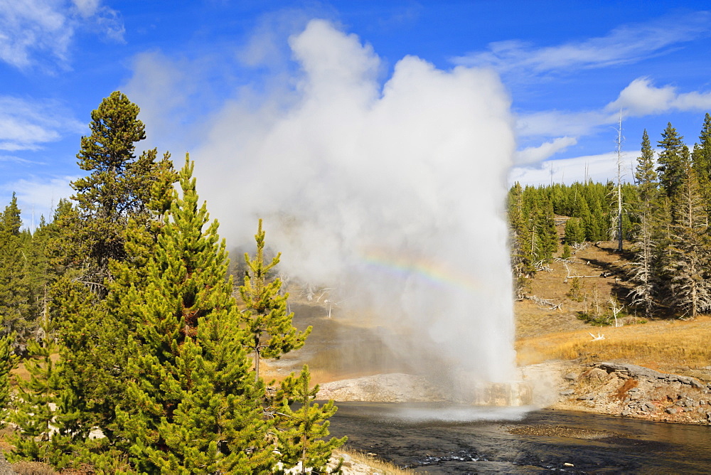 Eruption of Riverside Geyser, Firehole River, Upper Geyser Basin, Yellowstone National Park, UNESCO World Heritage Site, Wyoming, United States of America, North America