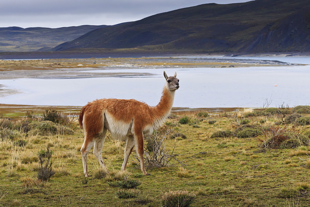 Guanaco (Lama guanicoe) on lake foreshore,Torres del Paine National Park, Patagonia, Chile, South America