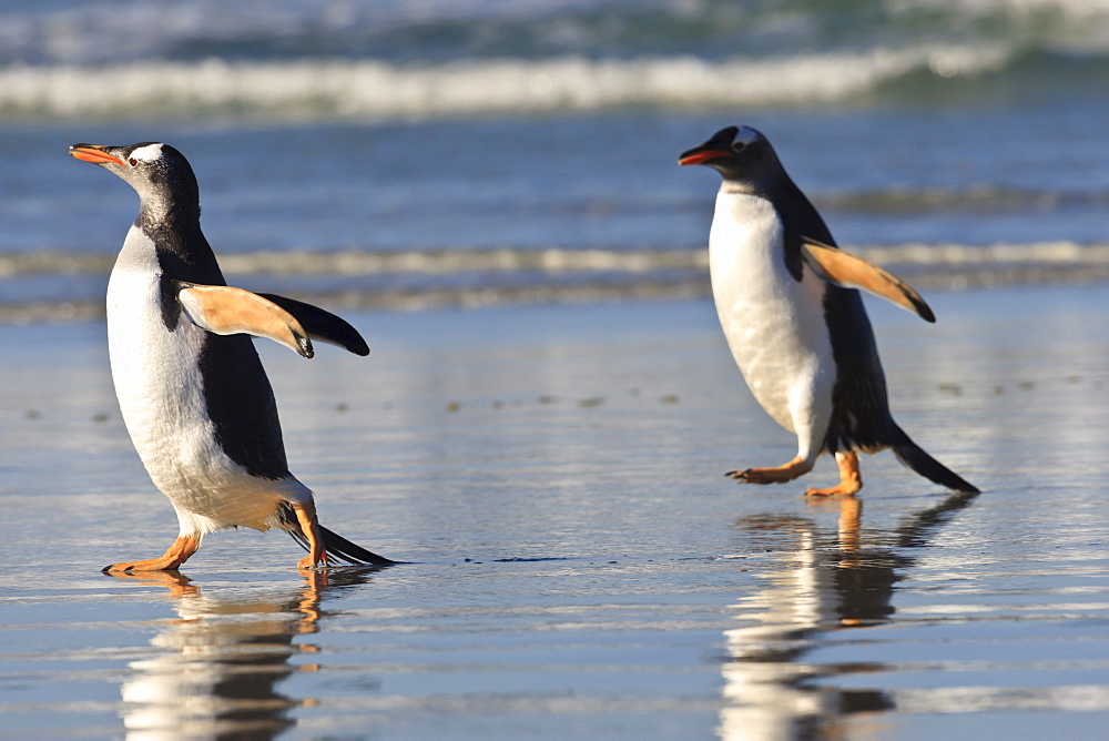 Gentoo penguins (Pygoscelis papua) race along the shoreline, evening at the Neck, Saunders Island, Falkland Islands, South America