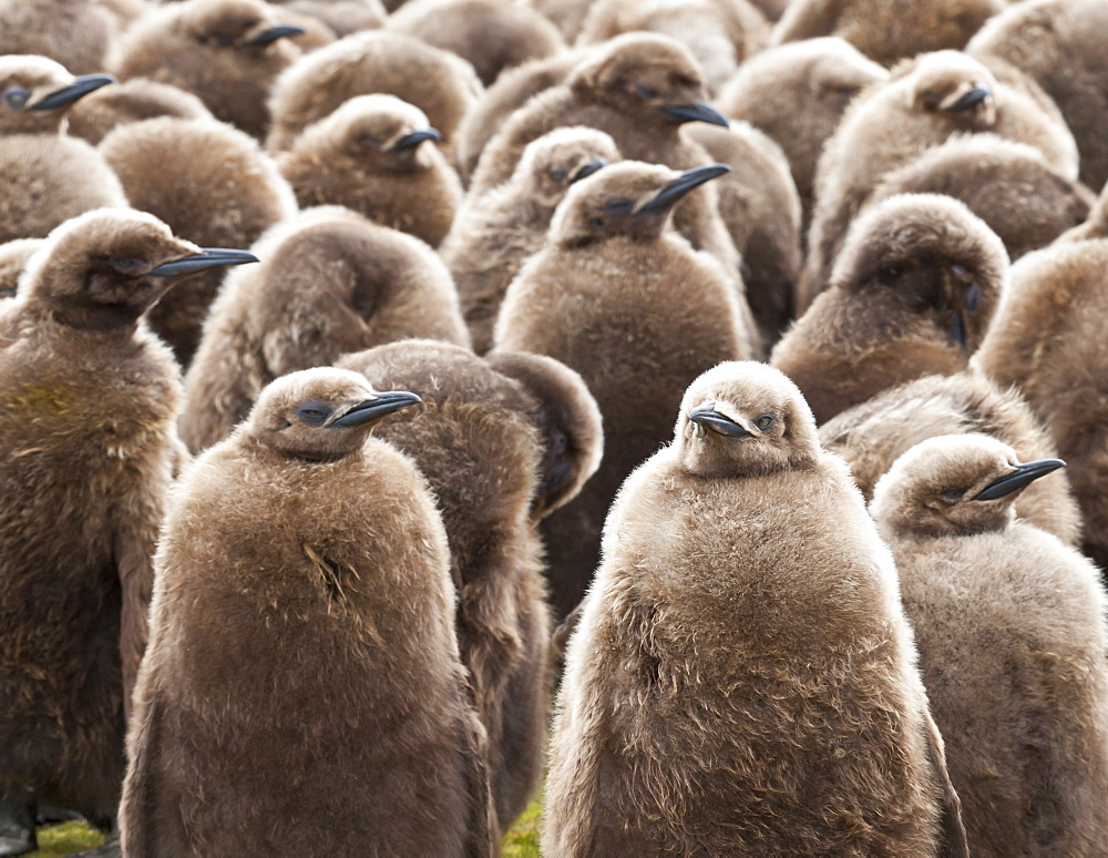 King penguin (Aptenodytes patagonicus) chick creche, Volunteer Point, East Falkland, Falkland Islands, South America