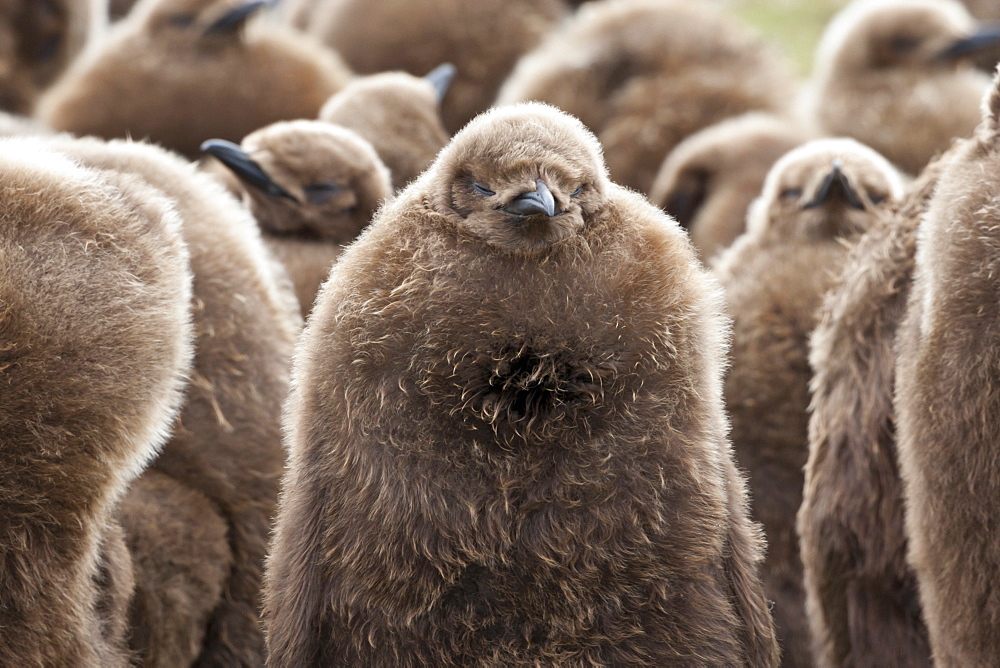 King penguin (Aptenodytes patagonicus) chick creche, Volunteer Point, East Falkland, Falkland Islands, South America