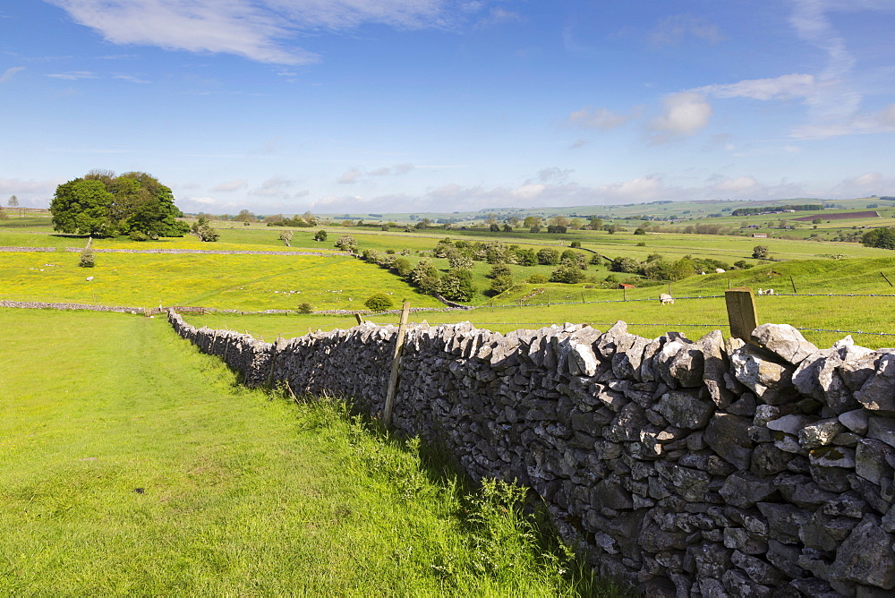 Dry stone wall, farmers' fields and a copse of trees, Limestone Way, Monyash, Peak District National Park, Derbyshire, England, United Kingdom, Europe