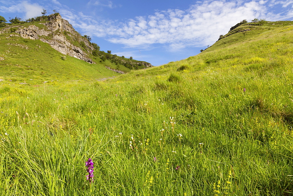 Early purple orchid (Orchis mascula) in the Lathkill Dale National Nature Reserve, Monyash, Peak District, Derbyshire, England, United Kingdom, Europe