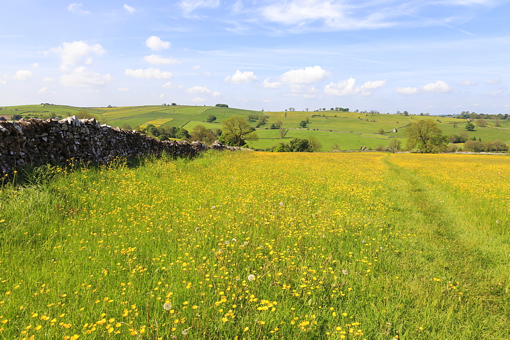 Path through the buttercups and green hills, near Alstonefield, Peak District National Park, Staffordshire, England, Untied Kingdom, Europe