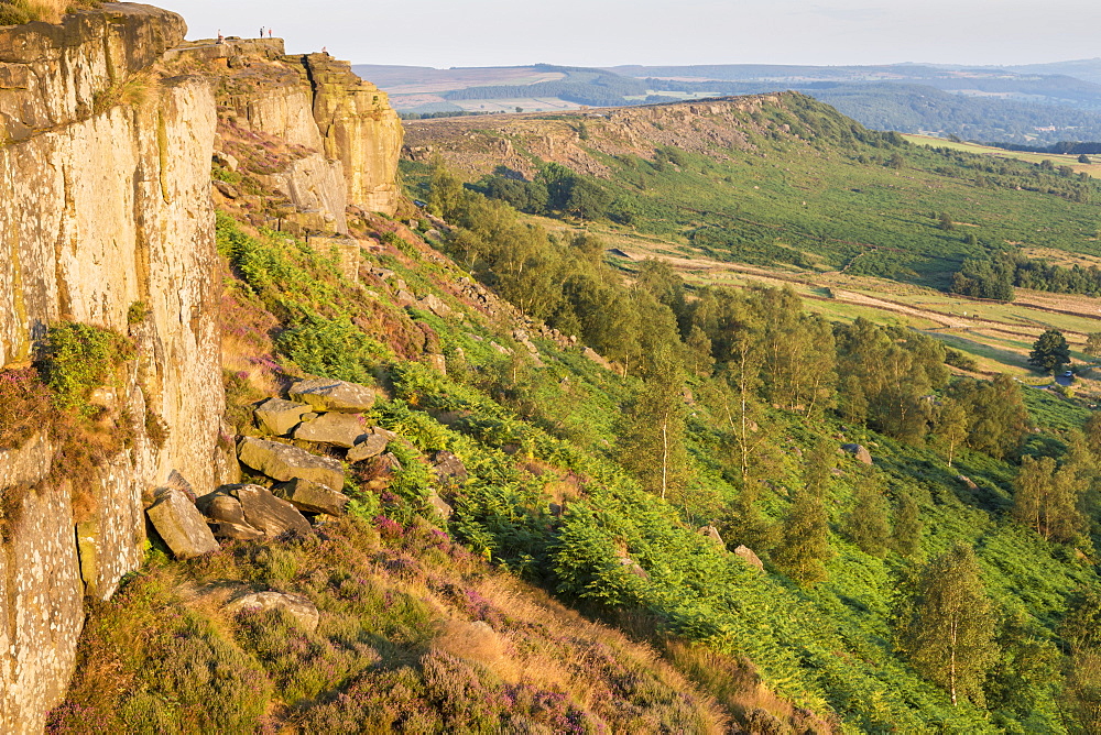 Gritstone, heather, ferns and trees on a summer evening, Curbar Edge, Peak District National Park, Derbyshire, England, United Kingdom, Europe