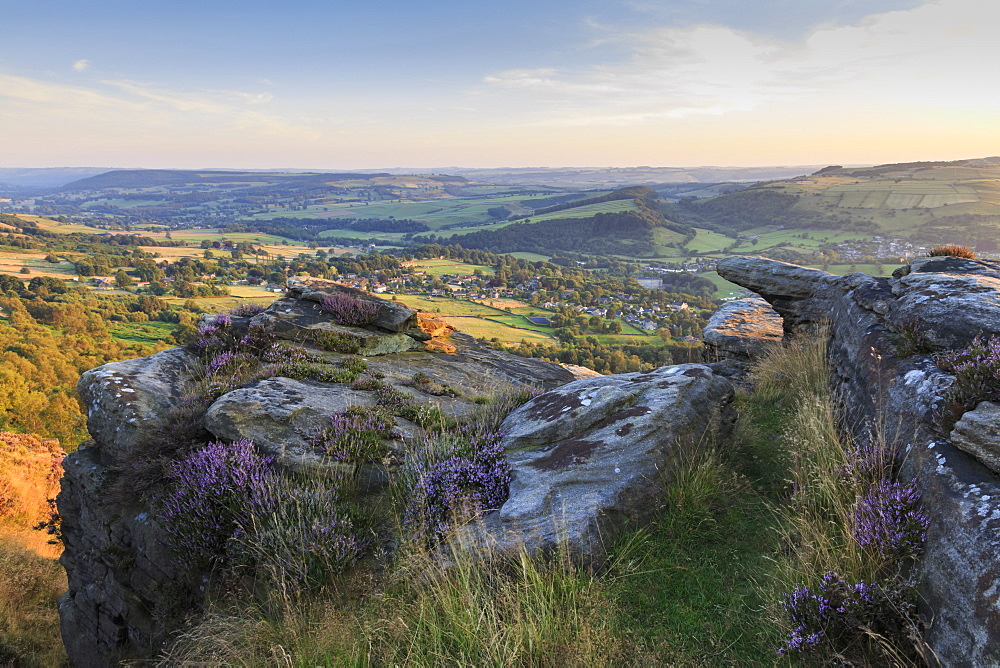 Purple heather on Curbar Edge, above Curbar and Calver villages in summer, Peak District National Park, Derbyshire, England, United Kingdom, Europe