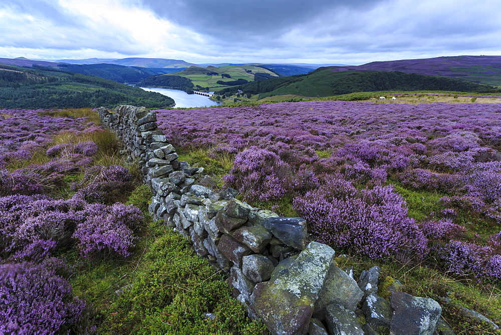 Heather covered Bamford Moor, dry stone wall and Ladybower Reservoir at dawn in summer, Peak District, Derbyshire, England, United Kingdom, Europe