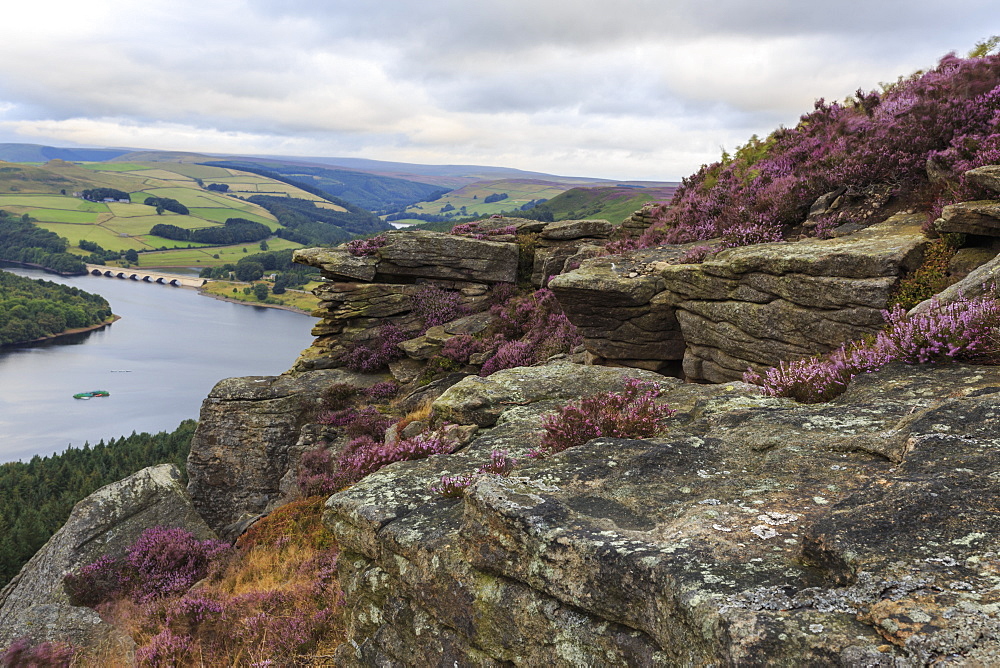 Bamford Edge with heather above Ladybower and Ashopton Bridge at dawn, Peak District, Derbyshire, England, United Kingdom, Europe