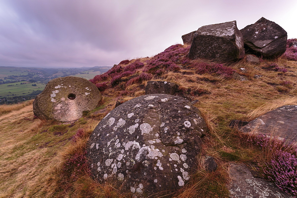 Millstone amongst heather and lichen covered boulders at dawn, Curbar Edge, late summer, Peak District, Derbyshire, England, United Kingdom, Europe