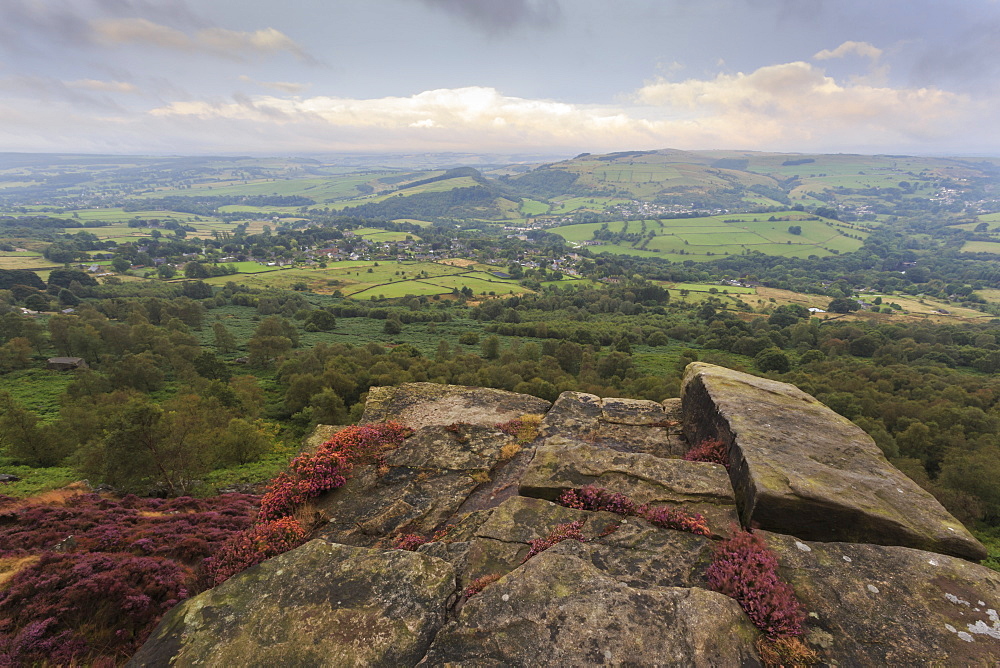 Heather on Curbar Edge at dawn, with view towards Curbar and Calver, late summer, Peak District, Derbyshire, England, United Kingdom, Europe