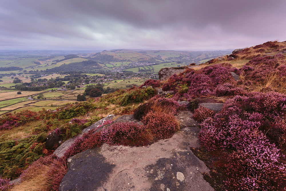 Heather on Curbar Edge at dawn with Curbar and distant Calver villages, late summer, Peak District, Derbyshire, England, Europe