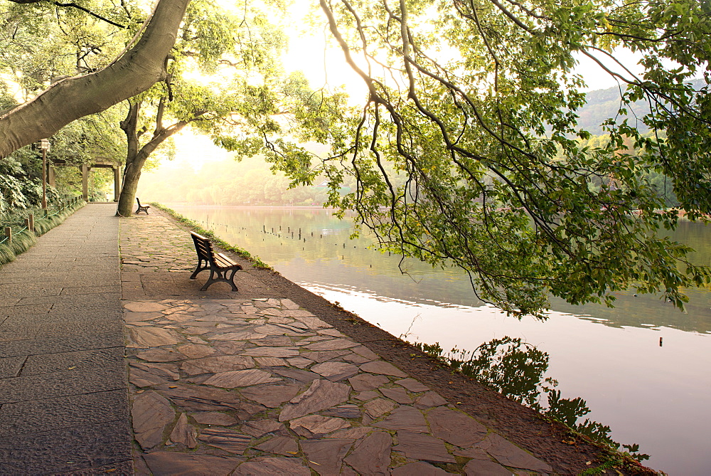 Bench under tree canopy at West Lake shore in Hangzhou, Zhejiang, China, Asia