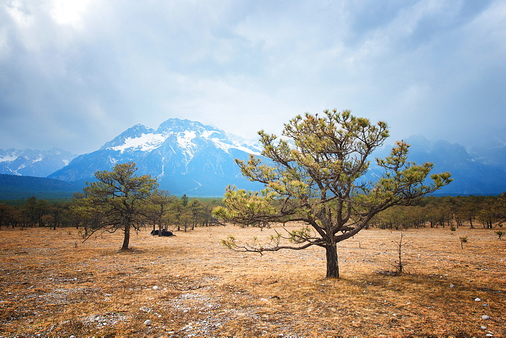 Yunnan landscape with Jade Dragon Snow Mountain, trees and yaks, Lijiang, Yunnan, China, Asia