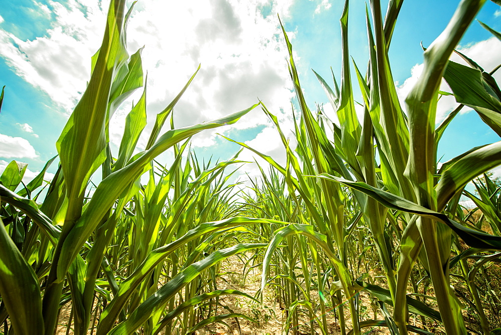 Rye plants, Baden-Wurttemberg, Germany, Europe