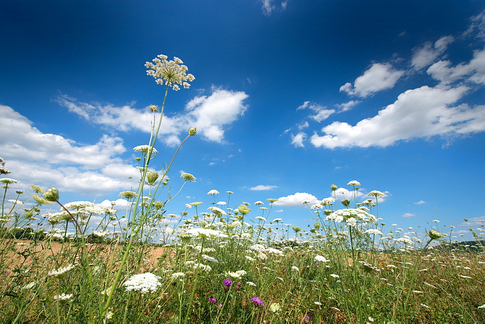 Wild flowers and a blue sky in Baden-Wurttemberg, Germany, Europe