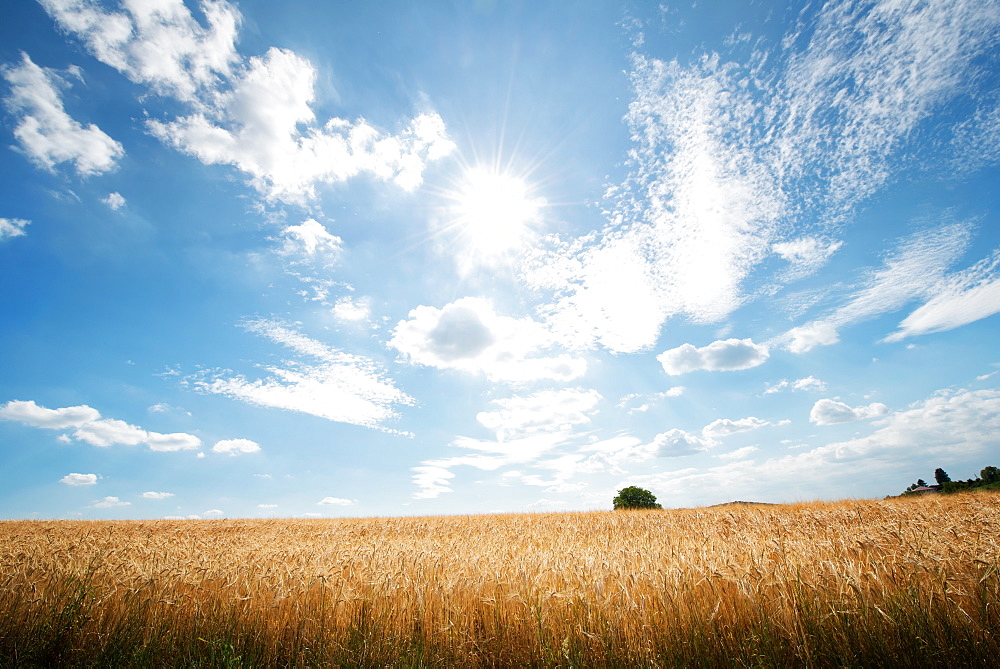 HDR capture of rye fields with a big sky, Baden-Wurttemberg, Germany, Europe