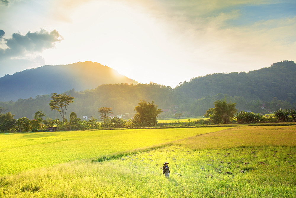 A farmer in a conical hat in rice fields in the highlands, Tana Toraja, Sulawesi, Indonesia, Southeast Asia, Asia