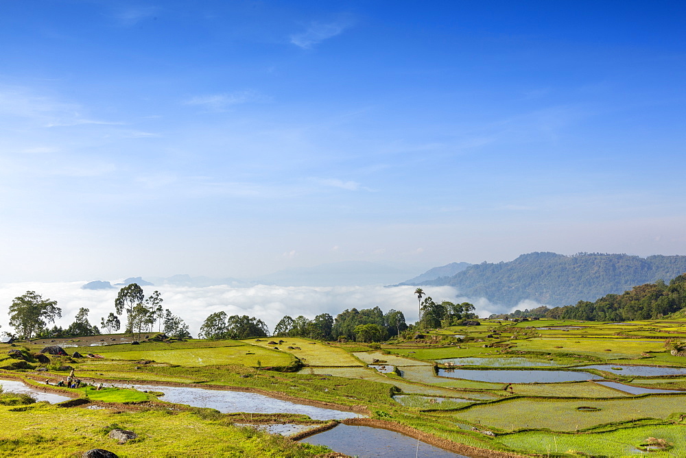 Rice paddy fields in the highlands, Tana Toraja, Sulawesi, Indonesia, Southeast Asia, Asia