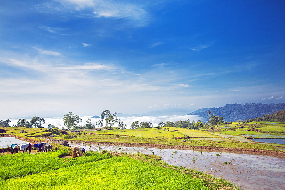 Rice fields in the highlands, Tana Toraja, Sulawesi, Indonesia, Southeast Asia, Asia