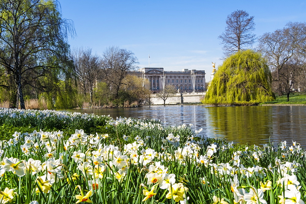 View of Buckingham Palace in springtime from St. James's Park, London, England, United Kingdom, Europe