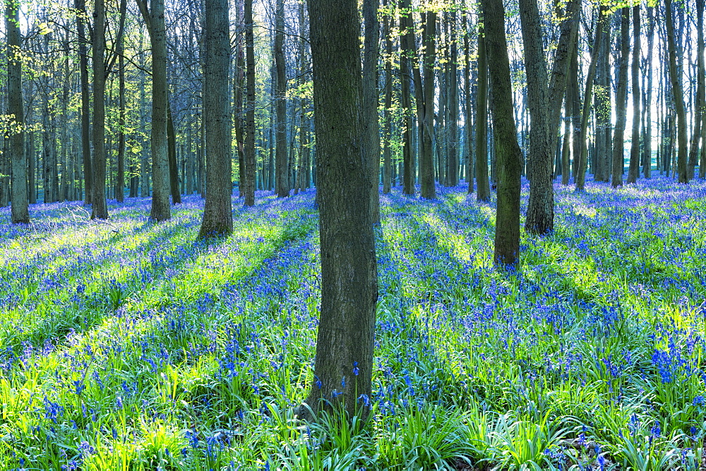 Ancient bluebell woodland in spring, Dockey Wood, Ashridge Estate, Berkhamsted, Hertfordshire, England, United Kingdom, Europe