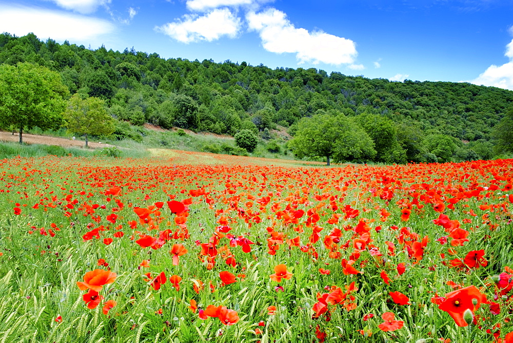 Poppy fields near Covarrubias, Castile and Leon, Spain Europe