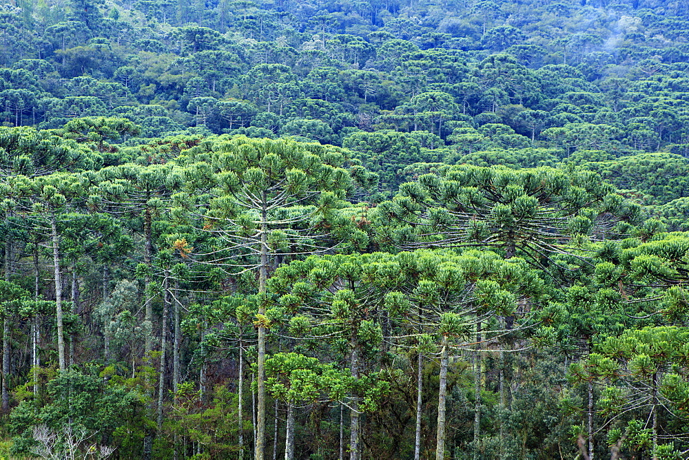 A forest of Parana (Araucaria) pines (Araucaria angustifolia) in the mountains near Sao Paulo, Brazil, South America