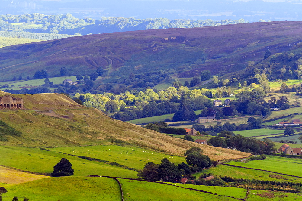 Heathland in bloom, and rolling hills, Yorkshire Moors National Park, Yorkshire, England, United Kingdom, Europe