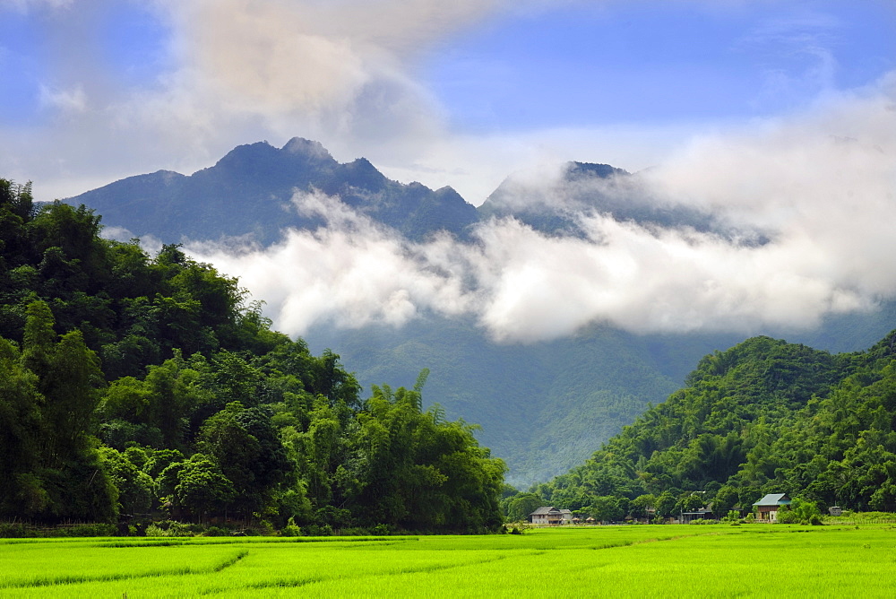 Thatched cottages and rice paddy fields with misty mountains behind, Mai Chau, Vietnam, Indochina, Southeast Asia, Asia