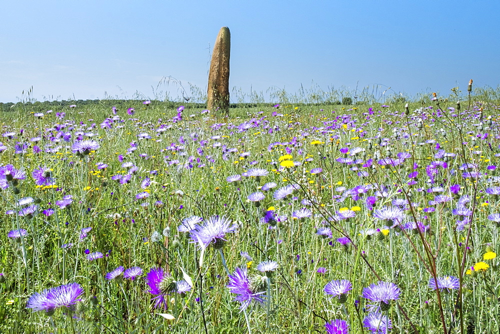 The megalithic Menir do Outeiro standing stone in a meadow of wild flowers, Monsaraz, Alentejo, Portugal, Europe