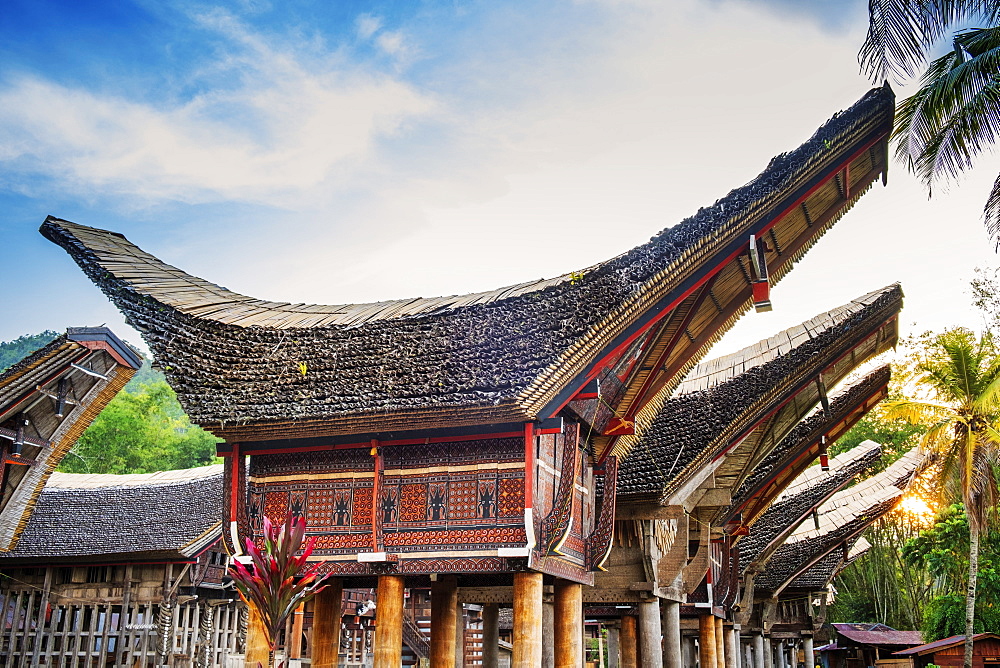 A rice farming village with traditional Torajan Tongkonan long houses, Tana Toraja, Sulawesi, Indonesia, Southeast Asia, Asia