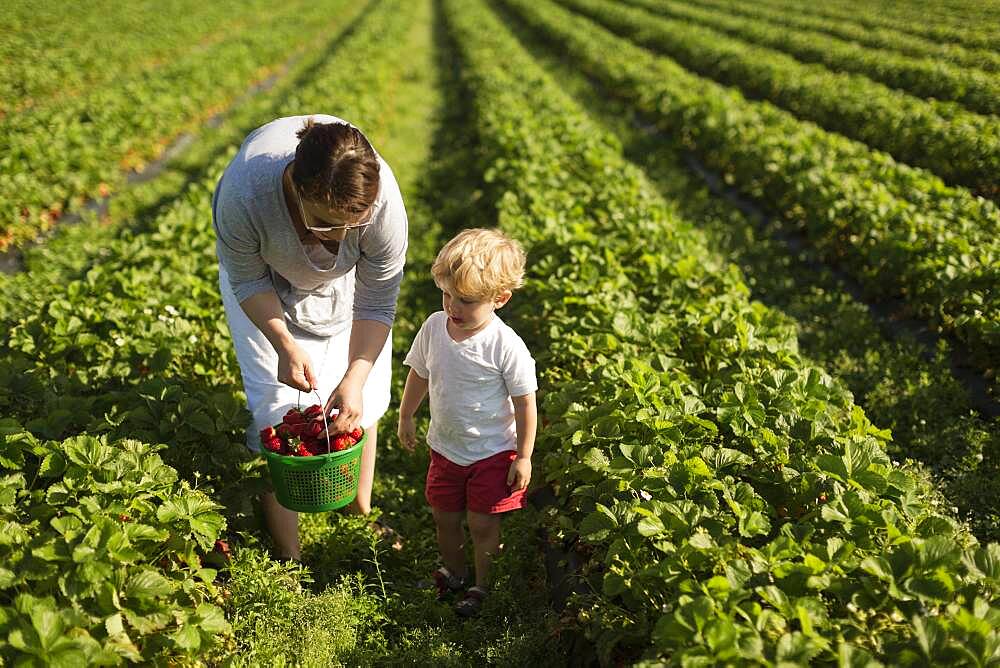 Mother and son picking strawberries in field