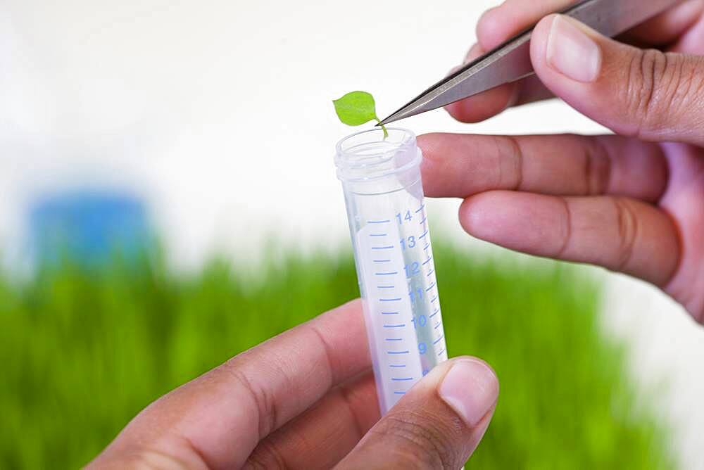 Mixed race scientist dropping leaf in test tube