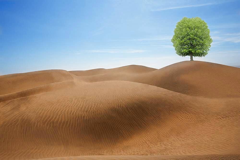 Tree growing in desert sand dunes