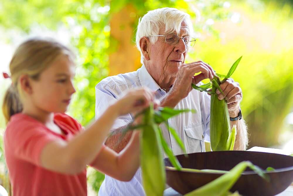 Caucasian grandfather and granddaughter shucking corn