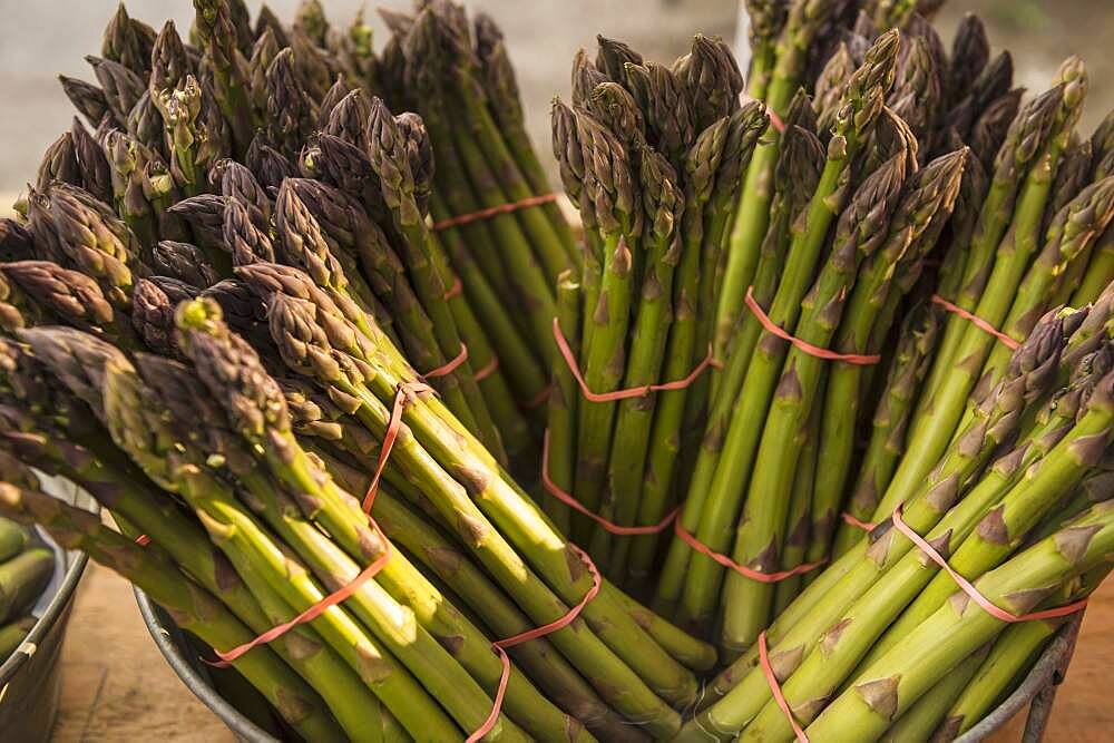 Close up of bunches of asparagus