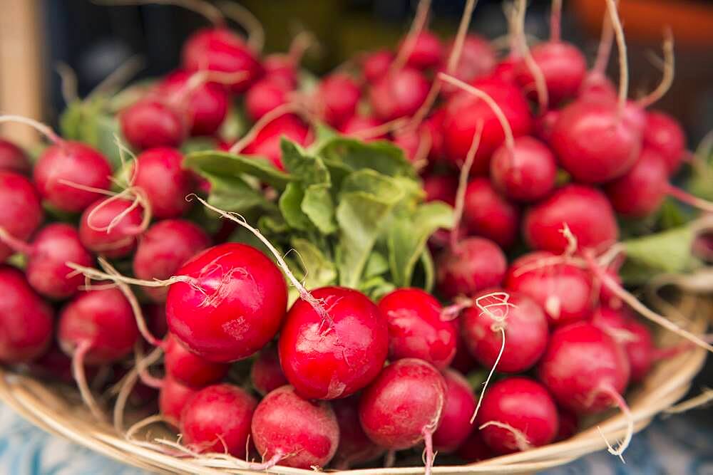 Close up of bunches of radishes