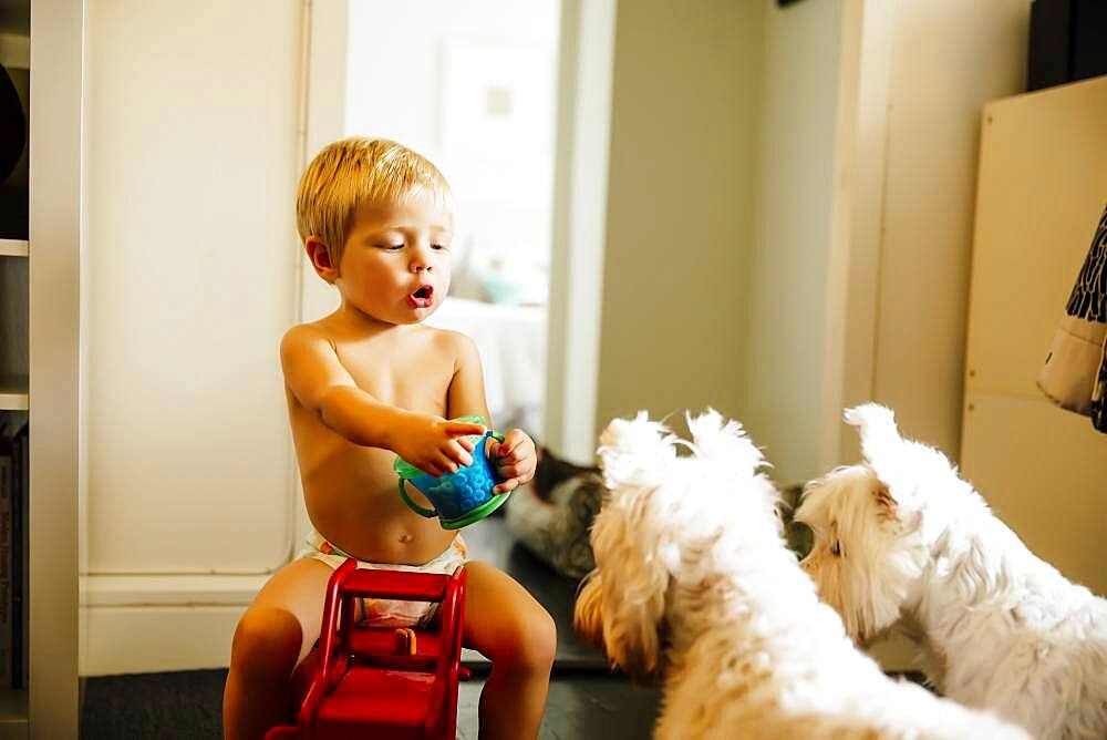 Mixed race boy playing with dogs on floor