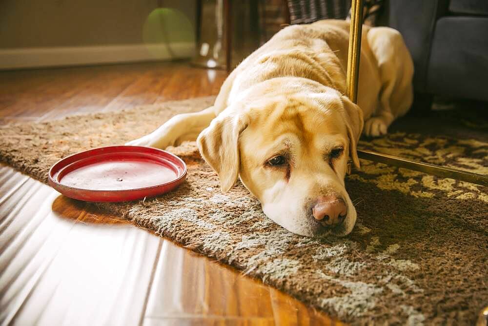 Sad dog laying with plastic disc in living room