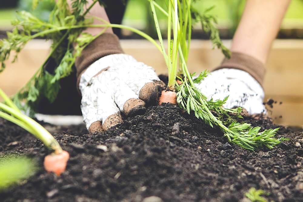 Close up of woman planting carrot in garden