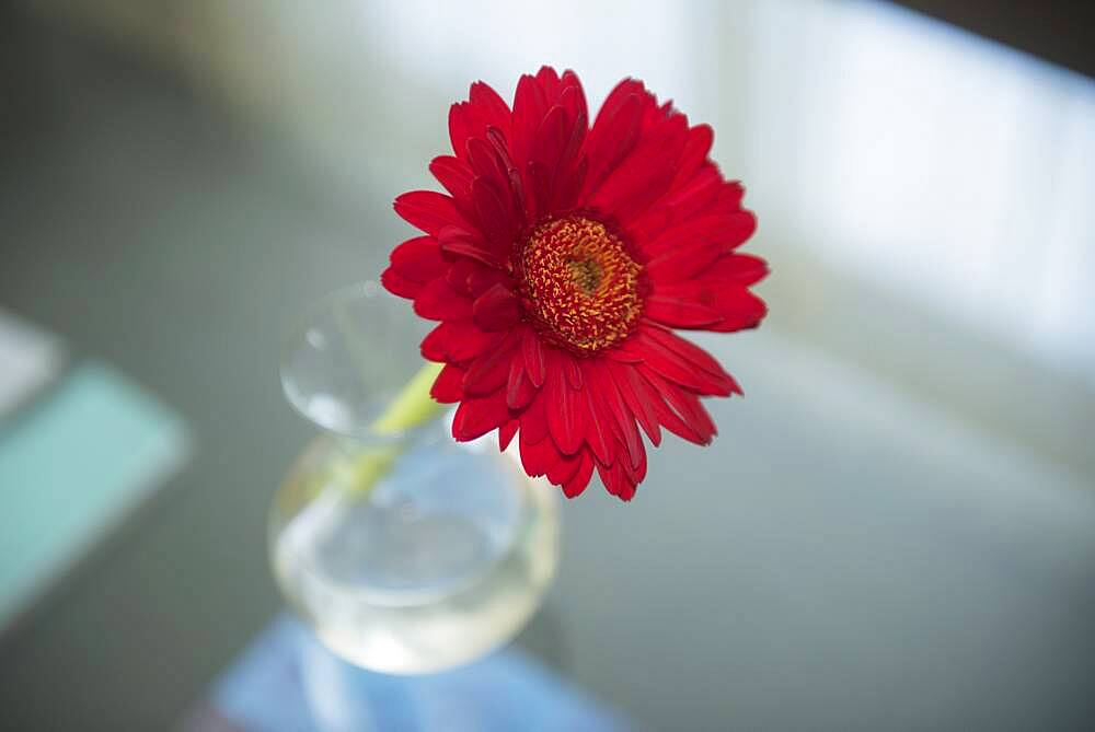 Close up of red blooming flower in vase